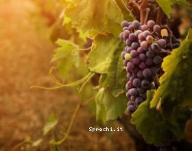 Vino, arriva la vigna che riduce gli sprechi