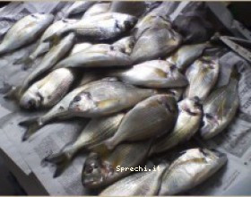 Sprechi alimentari, un pesce su tre non arriva non arriva nei piatti